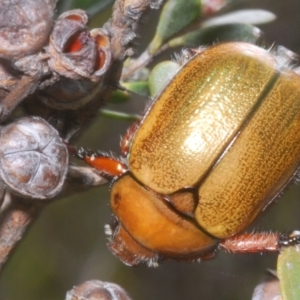 Anoplognathus suturalis at Kosciuszko National Park - 20 Jan 2024