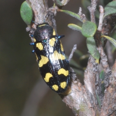 Castiarina octospilota (A Jewel Beetle) at Kosciuszko National Park - 20 Jan 2024 by Harrisi
