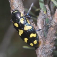 Castiarina octospilota at Kosciuszko National Park - 20 Jan 2024 11:14 AM