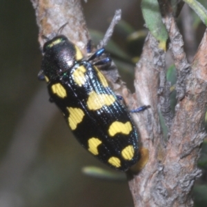 Castiarina octospilota at Kosciuszko National Park - 20 Jan 2024 11:14 AM