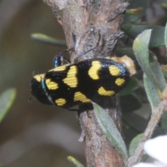 Castiarina octospilota at Kosciuszko National Park - 20 Jan 2024 11:14 AM