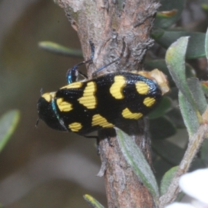 Castiarina octospilota at Kosciuszko National Park - 20 Jan 2024 11:14 AM