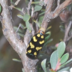 Castiarina octospilota at Kosciuszko National Park - 20 Jan 2024 11:14 AM