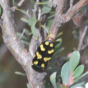 Castiarina octospilota at Kosciuszko National Park - 20 Jan 2024 11:14 AM