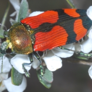 Castiarina deyrollei at Kosciuszko National Park - 20 Jan 2024 11:46 AM