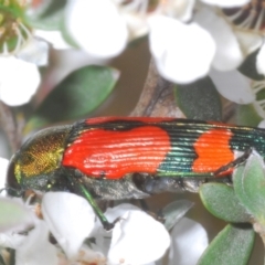 Castiarina deyrollei at Kosciuszko National Park - 20 Jan 2024