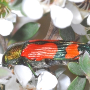 Castiarina deyrollei at Kosciuszko National Park - 20 Jan 2024