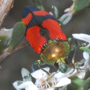 Castiarina deyrollei at Kosciuszko National Park - 20 Jan 2024