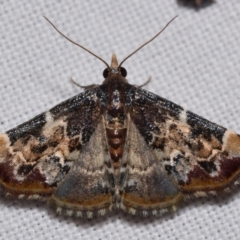 Corgatha sideropasta (Brown Hookwing) at Jerrabomberra, NSW - 23 Jan 2024 by DianneClarke