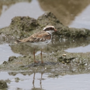 Charadrius melanops at Fyshwick, ACT - 23 Jan 2024