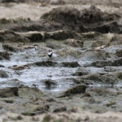 Charadrius melanops at Fyshwick, ACT - 23 Jan 2024