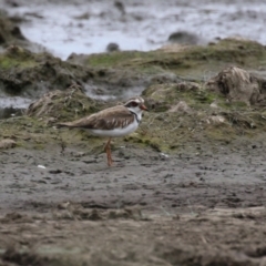 Charadrius melanops at Fyshwick, ACT - 23 Jan 2024