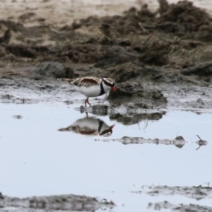 Charadrius melanops at Fyshwick, ACT - 23 Jan 2024