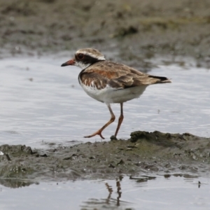 Charadrius melanops at Fyshwick, ACT - 23 Jan 2024