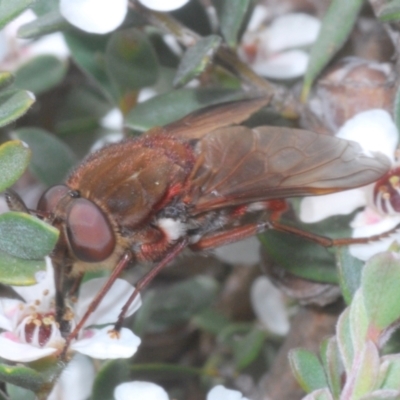 Pelecorhynchus rubidus (Ruby pelecorhynid) at Wilsons Valley, NSW - 20 Jan 2024 by Harrisi