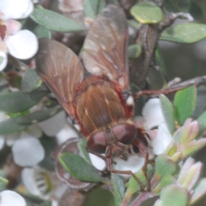 Pelecorhynchus rubidus at Kosciuszko National Park - 20 Jan 2024