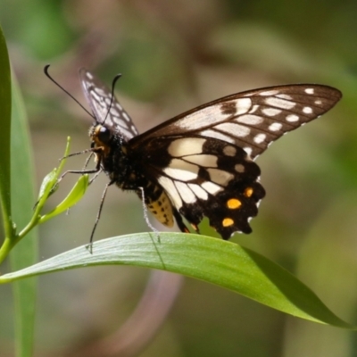 Papilio anactus (Dainty Swallowtail) at Jerrabomberra Wetlands - 23 Jan 2024 by RodDeb