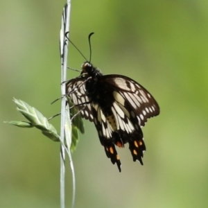 Papilio anactus at Jerrabomberra Wetlands - 23 Jan 2024