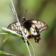 Papilio anactus at Jerrabomberra Wetlands - 23 Jan 2024 01:48 PM