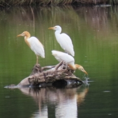 Bubulcus coromandus (Eastern Cattle Egret) at Fyshwick, ACT - 23 Jan 2024 by RodDeb