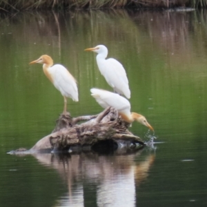 Bubulcus coromandus at Jerrabomberra Wetlands - 23 Jan 2024