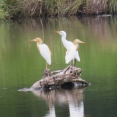 Bubulcus coromandus at Jerrabomberra Wetlands - 23 Jan 2024