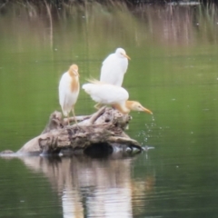 Bubulcus coromandus at Jerrabomberra Wetlands - 23 Jan 2024