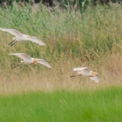 Bubulcus coromandus at Jerrabomberra Wetlands - 23 Jan 2024