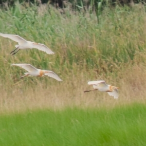 Bubulcus coromandus at Jerrabomberra Wetlands - 23 Jan 2024