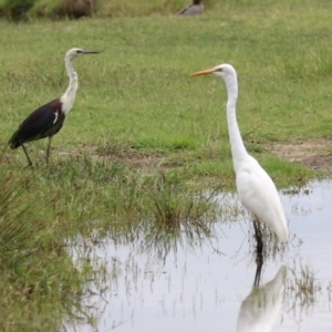 Ardea alba at Jerrabomberra Wetlands - 23 Jan 2024