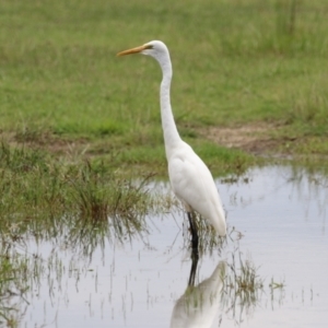 Ardea alba at Jerrabomberra Wetlands - 23 Jan 2024