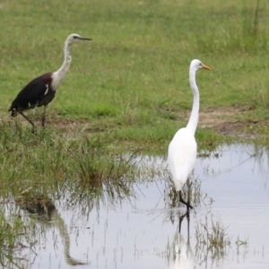 Ardea alba at Jerrabomberra Wetlands - 23 Jan 2024 12:18 PM