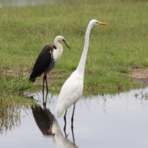 Ardea alba at Jerrabomberra Wetlands - 23 Jan 2024