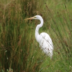 Ardea alba at Jerrabomberra Wetlands - 23 Jan 2024