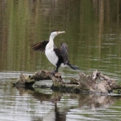 Phalacrocorax varius (Pied Cormorant) at Fyshwick, ACT - 23 Jan 2024 by RodDeb