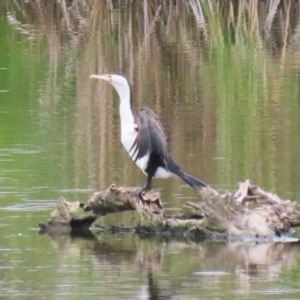 Phalacrocorax varius at Jerrabomberra Wetlands - 23 Jan 2024 11:19 AM