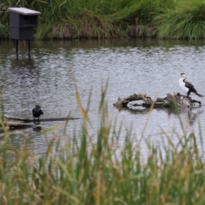 Phalacrocorax varius at Jerrabomberra Wetlands - 23 Jan 2024