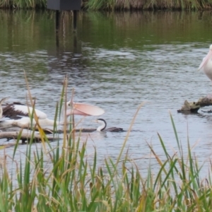 Phalacrocorax varius at Jerrabomberra Wetlands - 23 Jan 2024