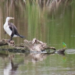 Phalacrocorax varius at Jerrabomberra Wetlands - 23 Jan 2024