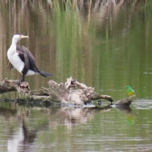 Phalacrocorax varius at Jerrabomberra Wetlands - 23 Jan 2024 11:19 AM