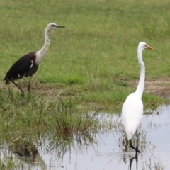 Ardea pacifica (White-necked Heron) at Jerrabomberra Wetlands - 23 Jan 2024 by RodDeb