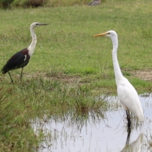 Ardea pacifica at Jerrabomberra Wetlands - 23 Jan 2024 12:18 PM