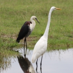 Ardea pacifica at Jerrabomberra Wetlands - 23 Jan 2024 12:18 PM