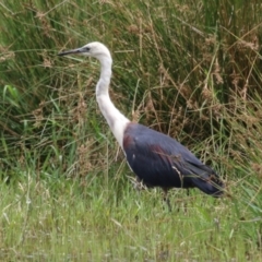 Ardea pacifica at Jerrabomberra Wetlands - 23 Jan 2024 12:18 PM