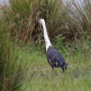 Ardea pacifica at Jerrabomberra Wetlands - 23 Jan 2024 12:18 PM