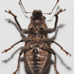 Naupactus leucoloma (White-fringed weevil) at Wellington Point, QLD - 21 Jan 2024 by TimL