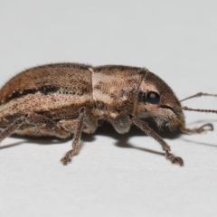 Naupactus leucoloma at Wellington Point, QLD - suppressed