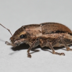 Naupactus leucoloma at Wellington Point, QLD - 21 Jan 2024