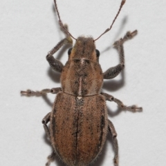 Naupactus leucoloma at Wellington Point, QLD - 21 Jan 2024