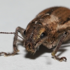 Naupactus leucoloma at Wellington Point, QLD - 21 Jan 2024